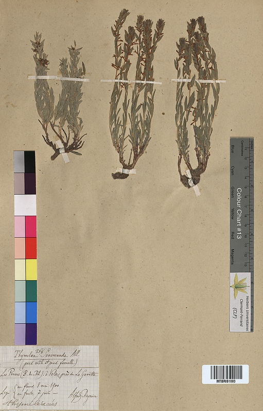 Thymelaea sanamunda (Thymelaeaceae)