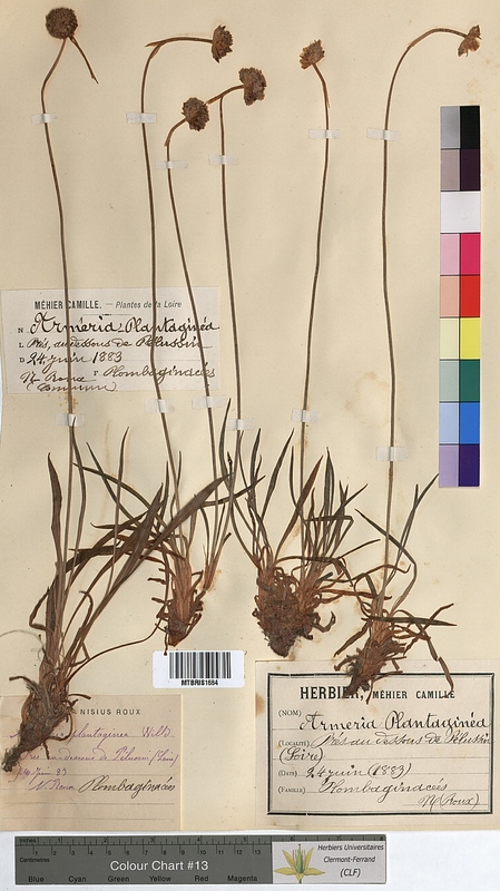 Armeria plantaginea (Plumbaginaceae)