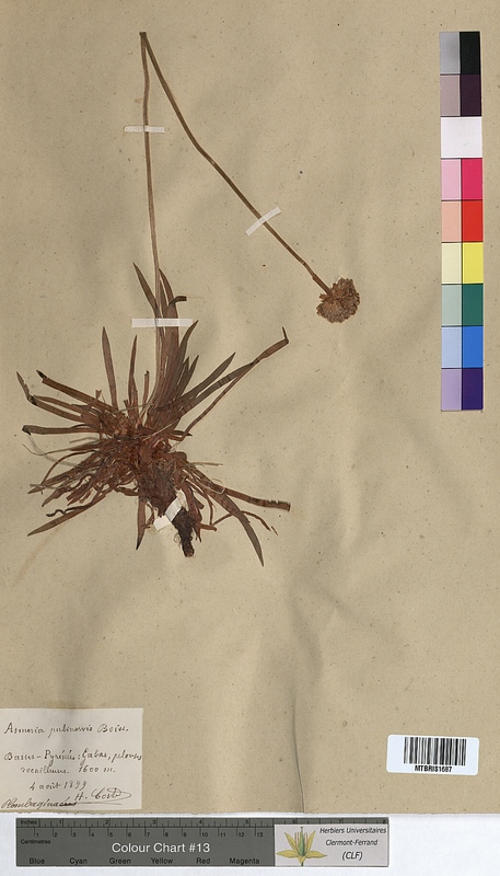 Armeria pubinervis (Plumbaginaceae)