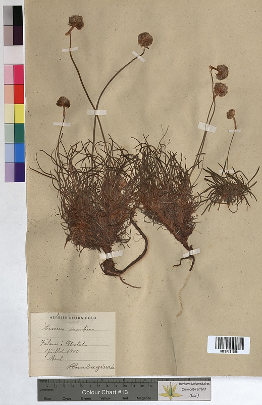 Armeria maritima (Plumbaginaceae)