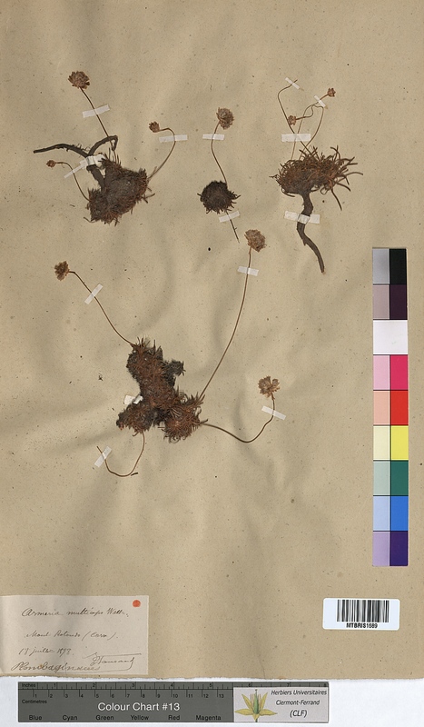 Armeria multiceps (Plumbaginaceae)