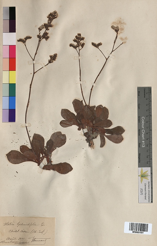 Statice lychnidifolia (Plumbaginaceae)
