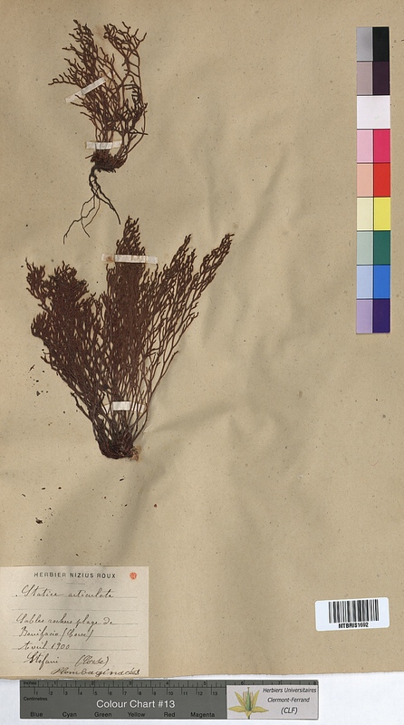 Statice articulata (Plumbaginaceae)