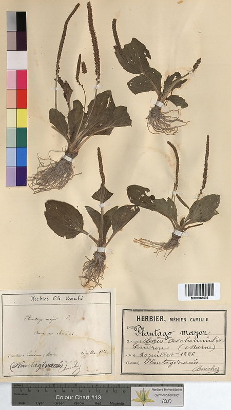 Plantago major (Plantaginaceae)