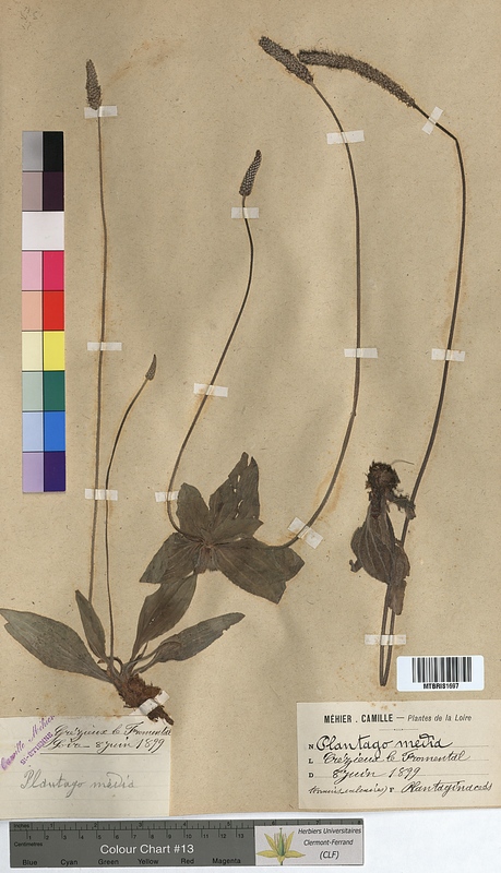 Plantago media (Plantaginaceae)