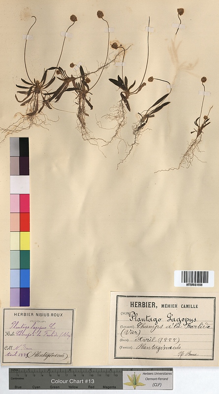 Plantago lagopus (Plantaginaceae)
