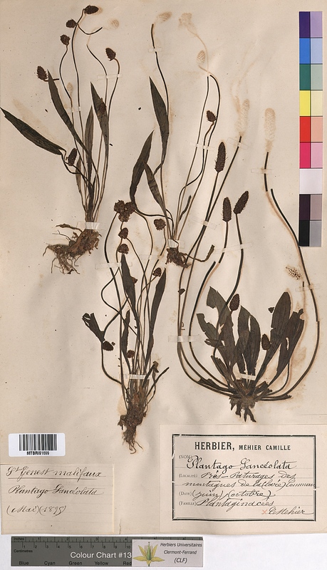 Plantago lanceolata (Plantaginaceae)