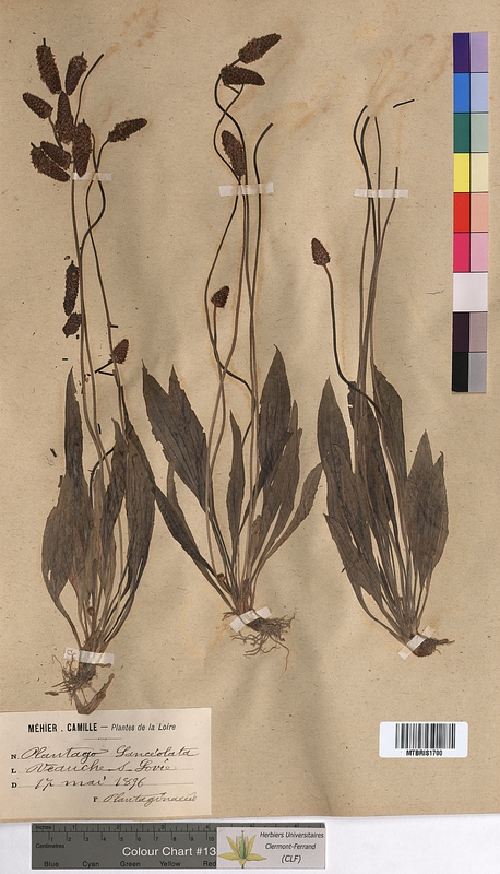 Plantago lanceolata (Plantaginaceae)