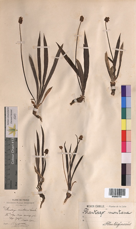 Plantago montana (Plantaginaceae)