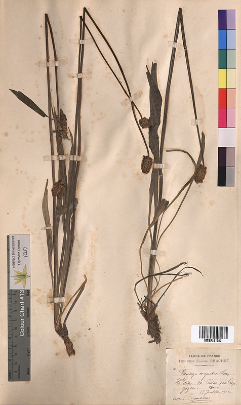 Plantago argentea (Plantaginaceae)