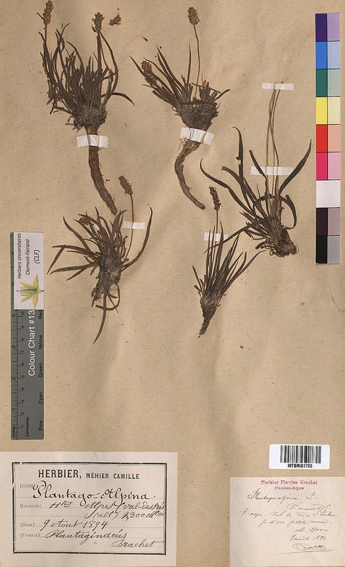 Plantago alpina (Plantaginaceae)
