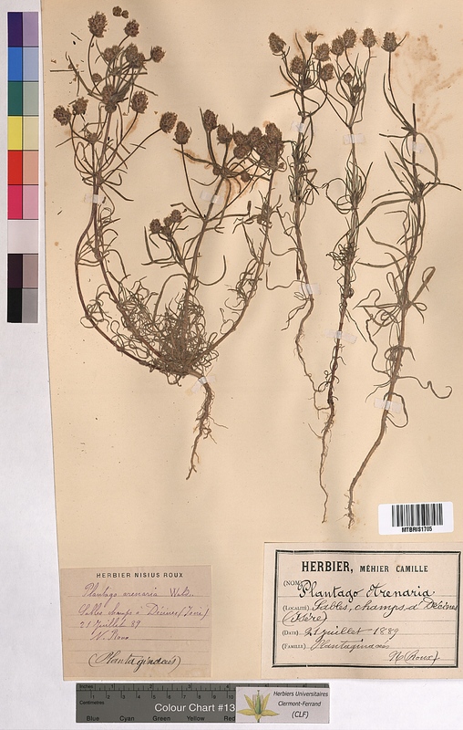 Plantago arenaria (Plantaginaceae)