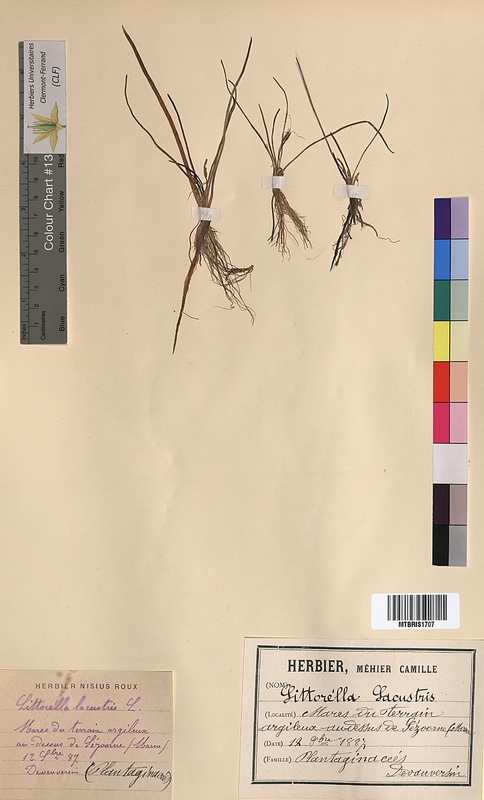Littorella lacustris (Plantaginaceae)