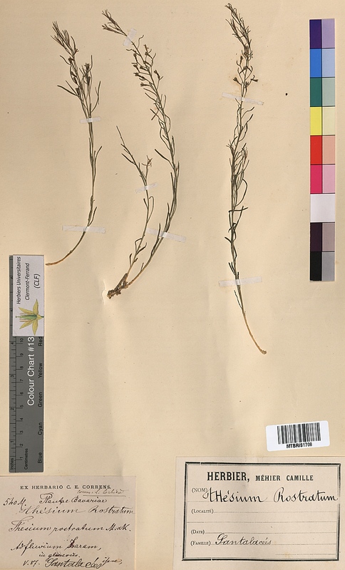 Thesium rostratum (Santalaceae)