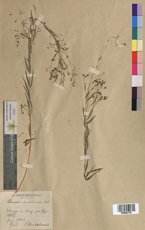 Thesium montanum (Santalaceae)