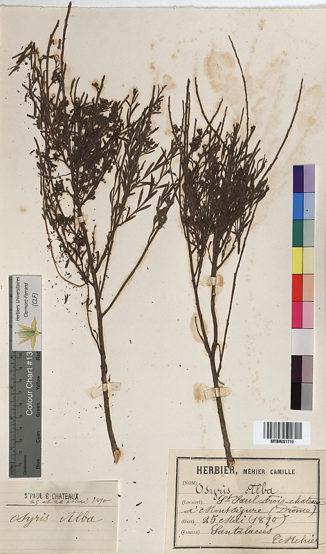 Osyris alba (Santalaceae)