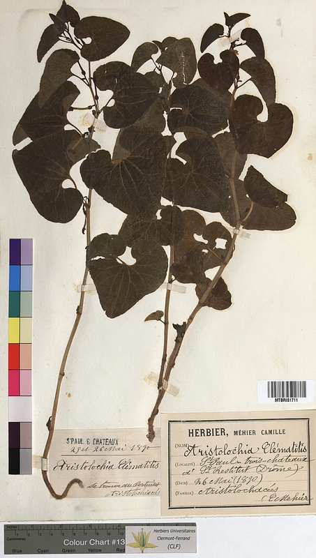 Aristolochia clematitis (Aristolochiaceae)