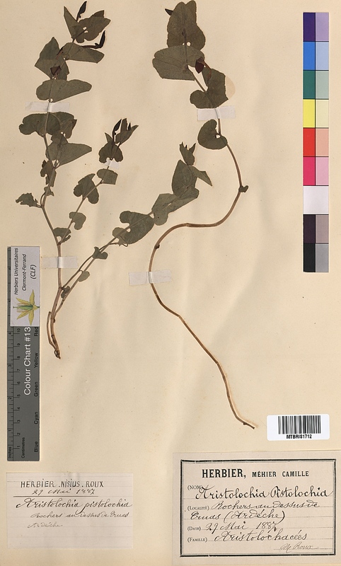Aristolochia pistolochia (Aristolochiaceae)