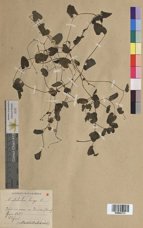Aristolochia longa (Aristolochiaceae)