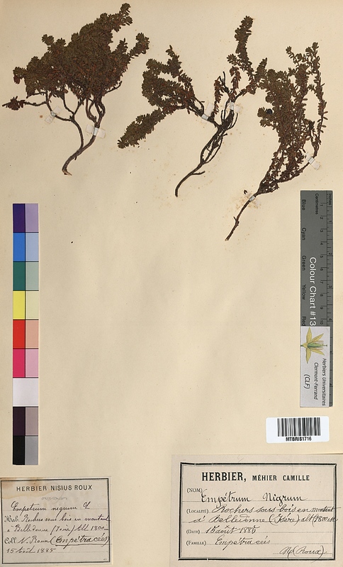 Empetrum nigrum (Empetraceae)
