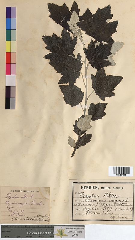 Populus alba (Salicaceae)