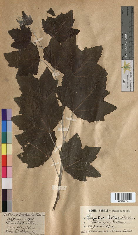 Populus alba (Salicaceae)