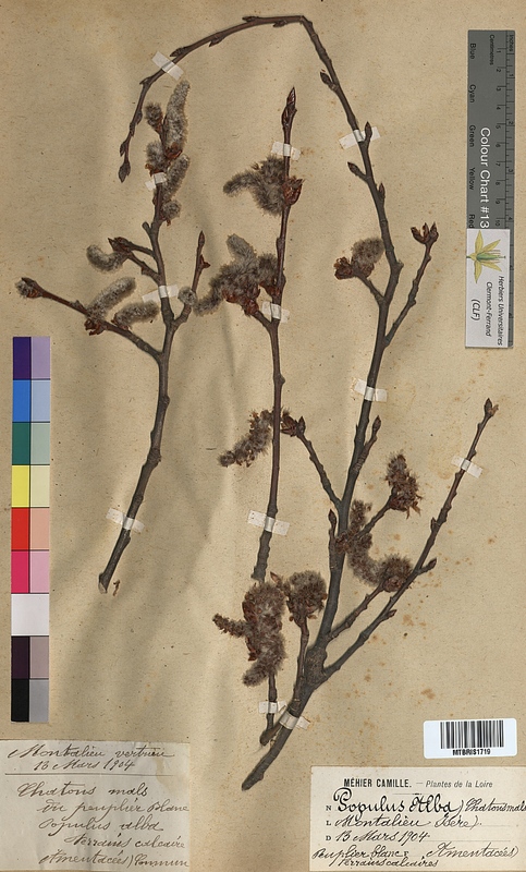 Populus alba (Salicaceae)