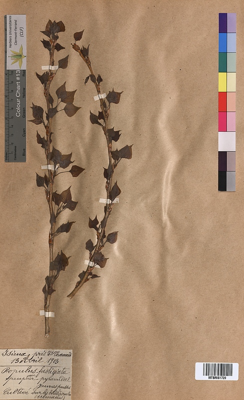 Populus fastigiata (Salicaceae)