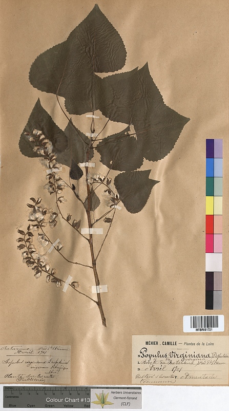 Populus virginiana (Salicaceae)