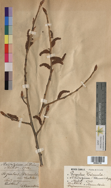Populus tremula (Salicaceae)