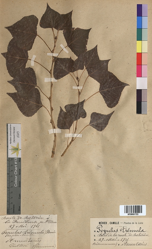 Populus tremula (Salicaceae)