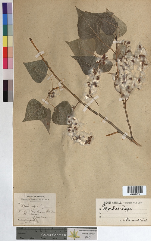 Populus nigra (Salicaceae)