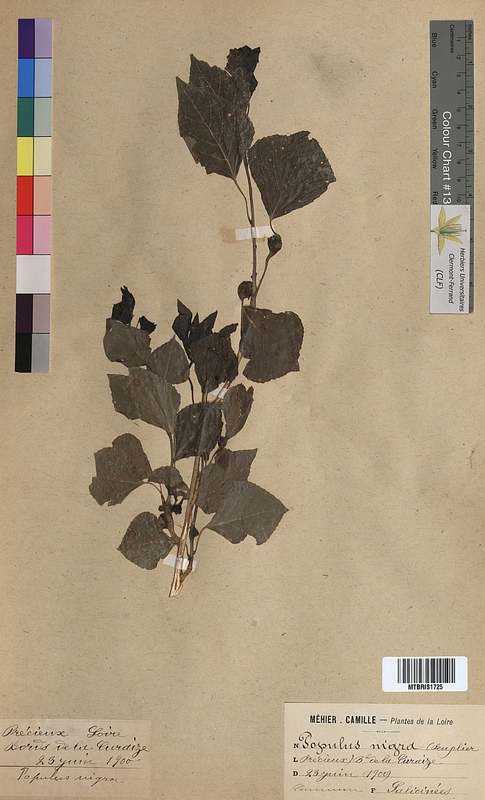 Populus nigra (Salicaceae)