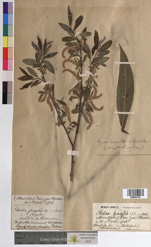 Salix fragilis (Salicaceae)