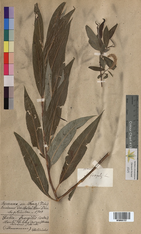 Salix fragilis (Salicaceae)