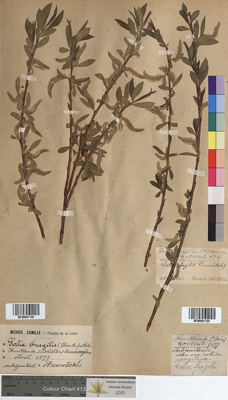 Salix fragilis (Salicaceae)