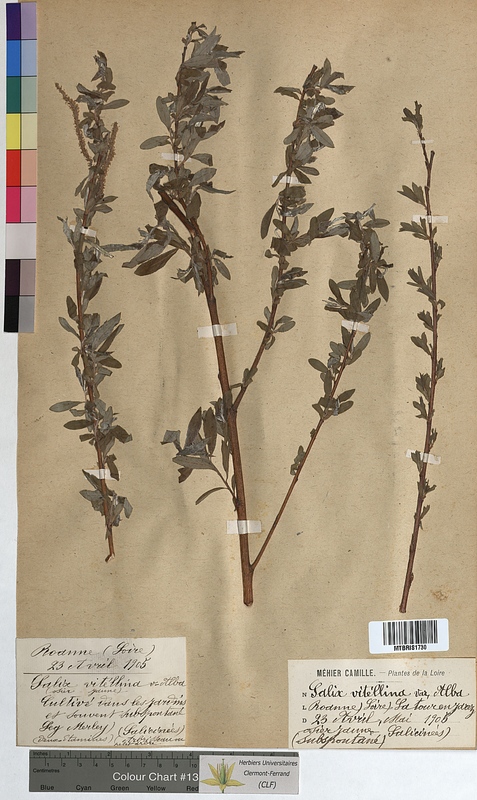 Salix vitellina (Salicaceae)