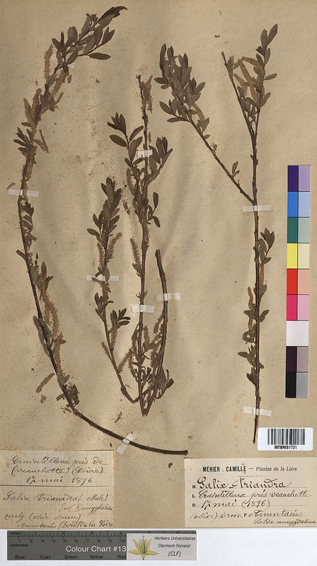 Salix triandra (Salicaceae)