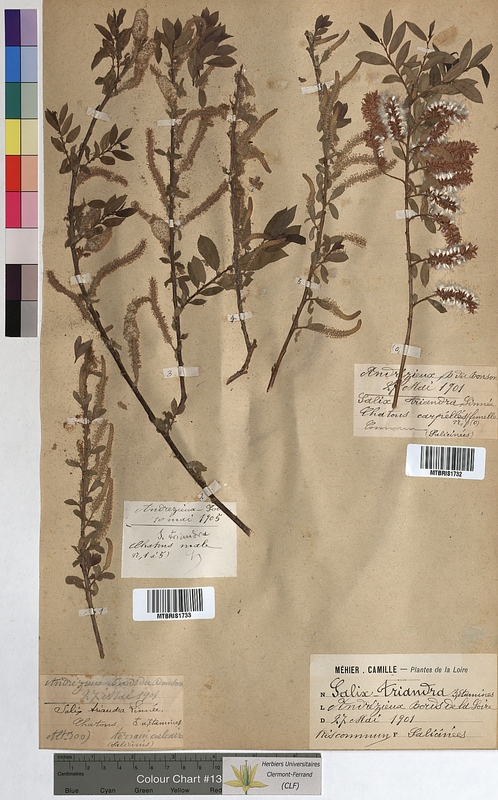 Salix triandra (Salicaceae)