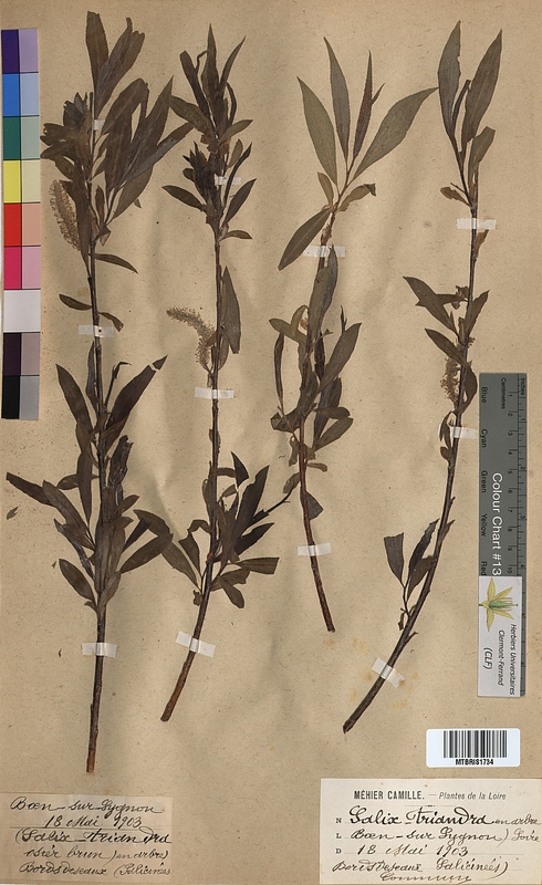 Salix triandra (Salicaceae)