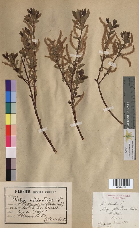 Salix triandra (Salicaceae)