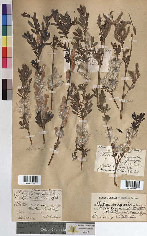 Salix purpurea (Salicaceae)