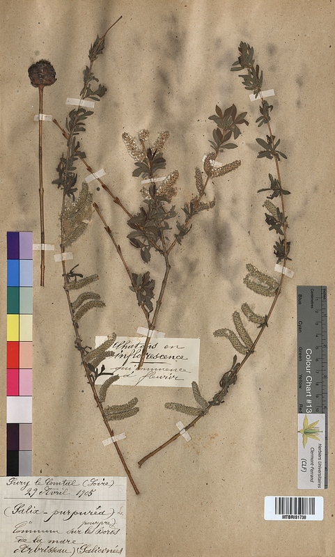 Salix purpurea (Salicaceae)