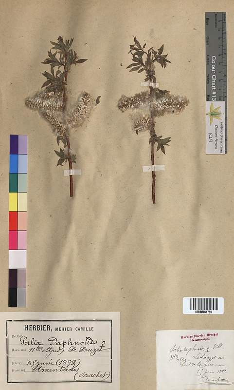 Salix daphnoides (Salicaceae)