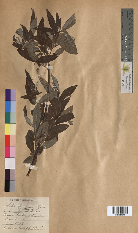 Salix x seringeana (Salicaceae)
