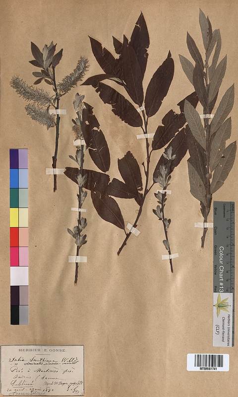 Salix x smithiana (Salicaceae)