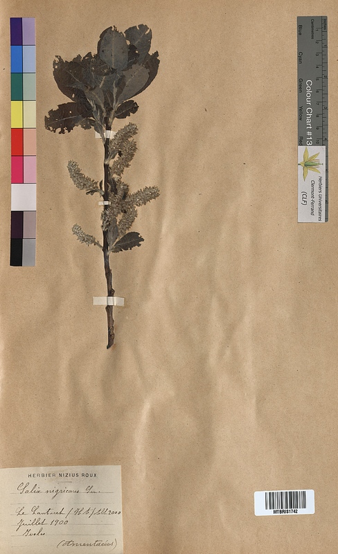 Salix nigricans (Salicaceae)