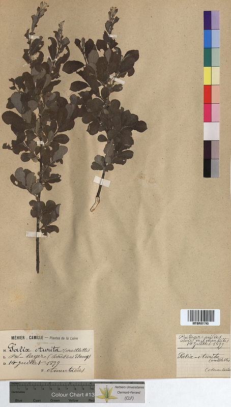 Salix aurita (Salicaceae)