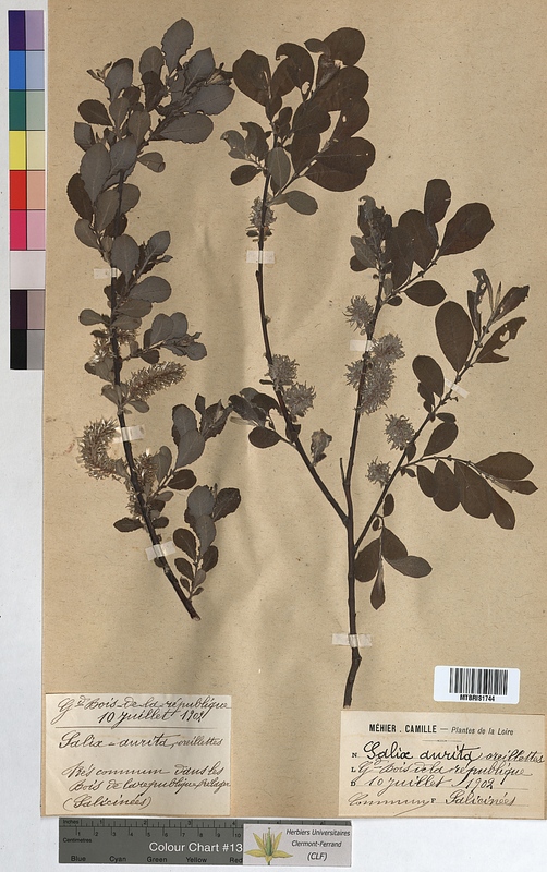 Salix aurita (Salicaceae)