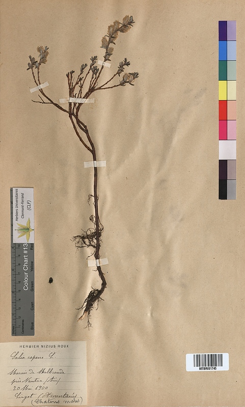 Salix repens (Salicaceae)